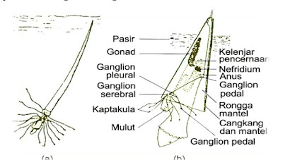 Struktur Tubuh Dentalium sp