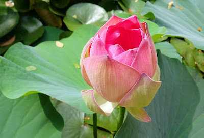 Caring for a lotus plant