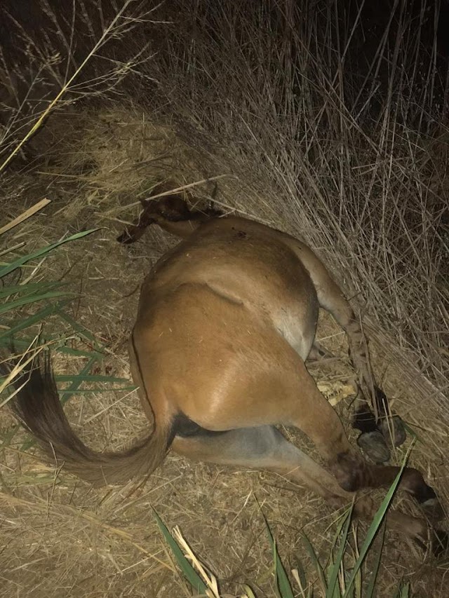 ARARENDAENSE SOFRE ACIDENTE PROVOCADO POR ANIMAL SOLTO NA ESTRADA.