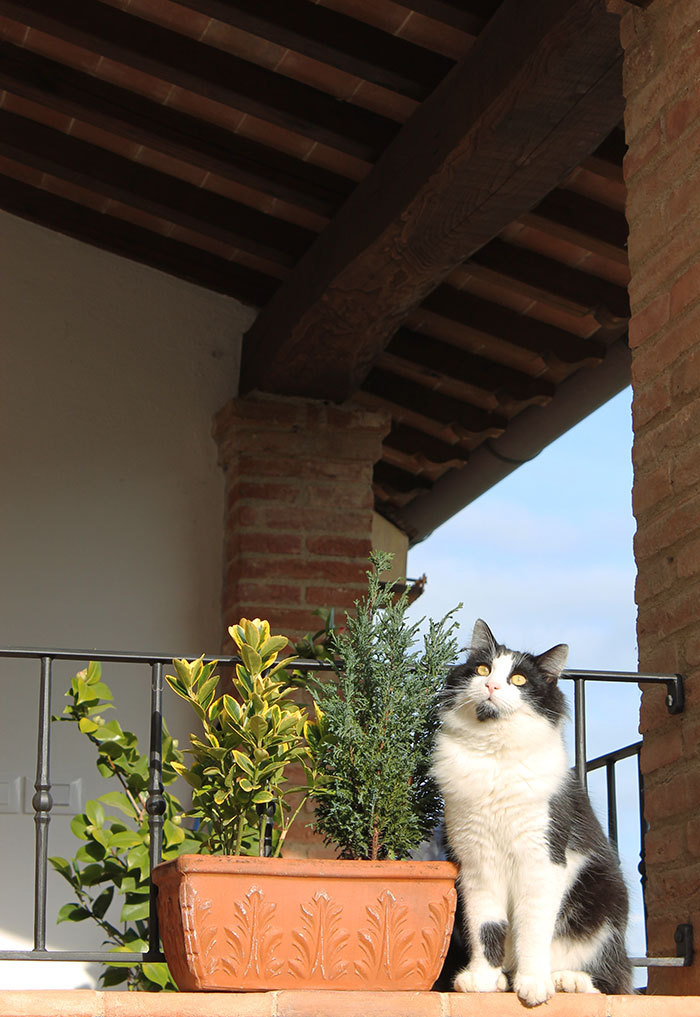 gatto panicale buongiorno