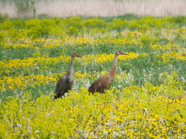 Sandhill Cranes - Michigan, USA