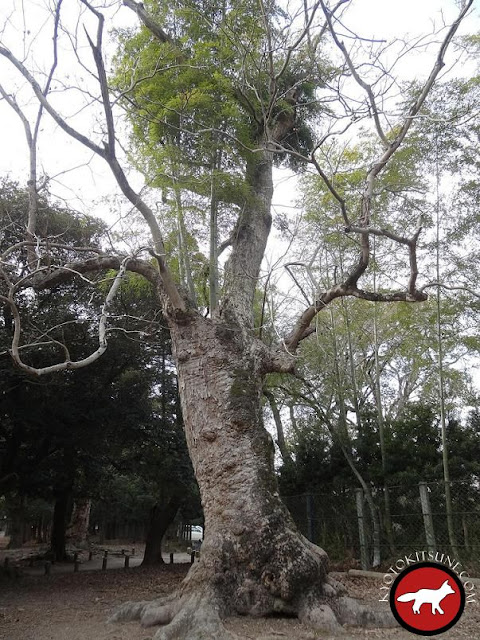 arbre à Nara avec des bambous qui poussent au dessus