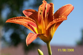 pretty flower