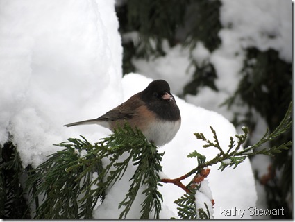 Dark-eyed Junco