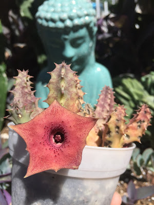 Huernia, Huernia succulents, succulent, succulents, garden, nature, flowers, gardening, garden tour, plants