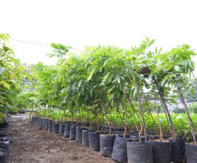 bibit pohon kelengkeng itoh produktifitasnya tinggi siap tanam Jawa Barat