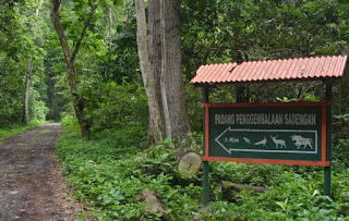 Hutan di Alas Purwo 