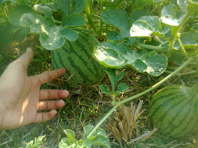 Ways to Expand Watermelon coming from Farmers in Yogyakarta