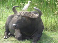 Cattle egret on African buffalo, closer view - Tanzania, Jan. 2018, © Daniel St-Laurent