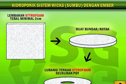 Contoh Menanam Tomat dan Cabe Hidroponik