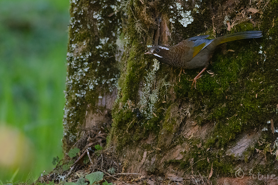 Trochalopteron morrisonianum, White-whiskered Laughingthrush, Garrulax morrisonianus, Laughing-thrush, Formosan