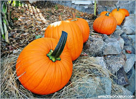  Russell Orchards Farm Store & Winery: Calabazas