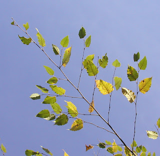 Birch leaves against a bright blue autumn sky