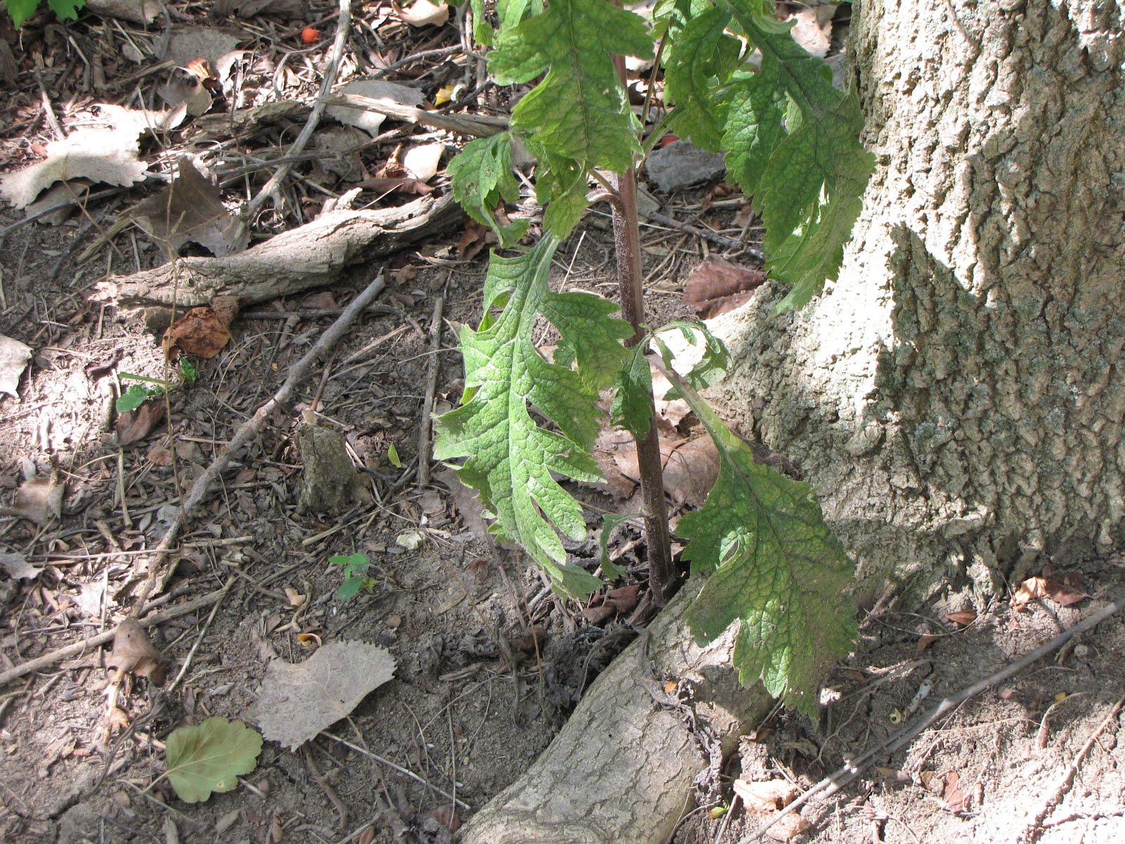 unknown plant