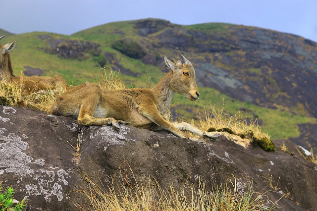 Most beautiful Nilgiri tourism