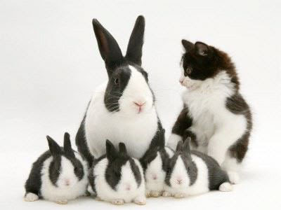black and white female bunny Images