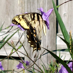 Eastern Tiger Swallowtail Butterfly - Jacksonville, Florida
