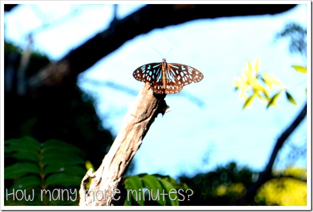 Cape Hillsborough NP | How Many More Minutes?