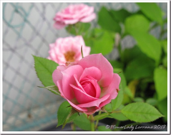 05-21-mini-roses