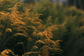Pollinator plant
