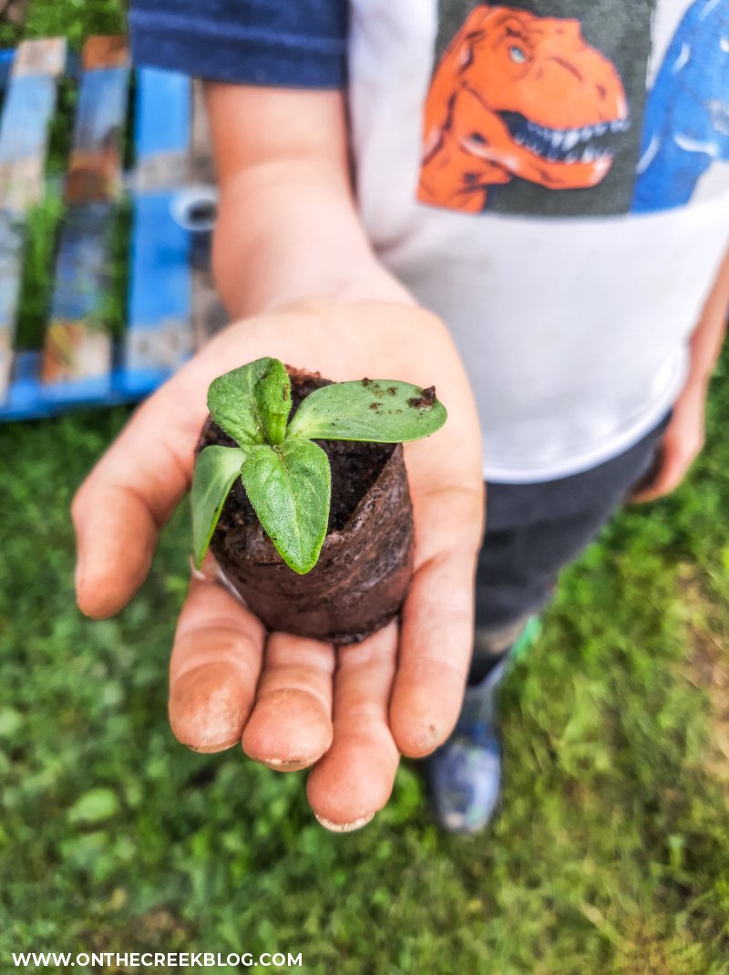 sunflower seedlings | On The Creek Blog // www.onthecreekblog.com