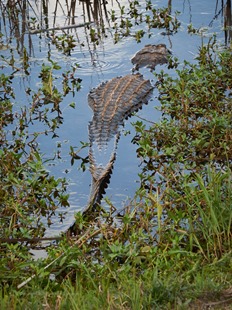 Copyrighted image - no use without permission