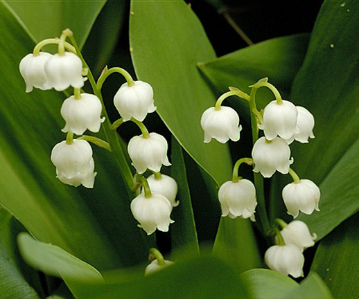 flowers pictures lilies. Lily of the Valley- Return of