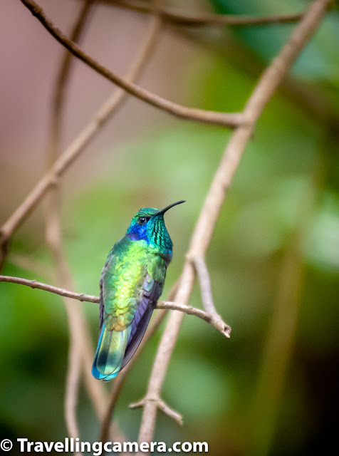   Ever since I became aware of their existence, I have been fascinated by hummingbirds. They were to me like Aurora Borealis, something I knew I couldn't find in India, but still would keep looking for them. Yes, I was crazy that way. Ever since I learned about Aurora, I would keep looking at the sky in hope that it would one day break the barrier and burst out into the Indian sky as well. However, it hasn't done that so far.       Similarly in case of hummingbirds, I kept hoping I would one day see a hummingbird. Like almost everyone else, when I first saw a sunbird, I thought it was a hummingbird. It took me a while to accept that one can only find Hummingbirds in the Americas and sunbirds are only distantly related to them.       Anyway, Hummingbirds are our bird of the month of April and there's a very good reason for that. The month of April signifies the opportunity to refresh your outlook. In India, the financial year ends in with March and definitely involves frantic activities to put your financial affairs in order and to balance the accounts. After March, April offers an opportunity to adopt a new outlook. April is the time to shed your load, step back, introspect, and then step right back in. An instinct that the hummingbirds are born with.    The fact is that hummingbirds are only found in the Western Hemisphere. If you see a hummingbird-like creature in the Eastern Hemisphere, it is most likely a sunbird. Like Hummingbirds, sunbirds are tiny, pretty, and have pointed beaks for feeding on nectar. But apart from these similarities, both these birds are fundamentally different. While hummingbirds are closer to swifts, sunbirds are closer to crows. Hummingbirds hover over flowers to sip on nectar, whereas sunbirds like to perch close to the flowers to consume the nectar.     There are 341 known species of hummingbirds in the world. The smallest of these is the Bee Hummingbird, which is about 5-6 cm in length and weighs about 1.5-2.5 grams. This hummingbird is found in Cuba and is the smallest bird in the world. The largest hummingbird is the Giant hummingbird, which can reach a length of about 23cm and can weigh up to 24 grams. This bird is found on the eastern coast of South America. The Bee Hummingbird flaps its wings at the rate of 80 beats per second. In comparison, the Giant Hummingbird hovers at the rate of 15 beats per second. The larger the hummingbird, the more energy it consumes to hover.     The most number of hummingbirds we saw were in Cost Rica. The country is home to over 50 different species of Hummingbirds, and we were fortunate enough to see about 15 of them. We saw hummingbirds around Irazu Volcano near San Jose, in Monteverde, and at Papa Gayo peninsula.     The first Hummingbird we saw was a fiery-throated hummingbird on our way to Irazu Volcano. This medium-size hummingbird was perched on a branch right next to the road. We just happened to spot it from our moving cab, and the bird was generous enough to let us photograph it. A fiery-throated hummingbird can reach about 11cm in length and weigh about 5.6 grams.     We also happened to spot the tiny Volcano Hummingbird, though it was too small and quick for us to photograph. It is easy to mistake the Volcano Hummingbird for a wasp because of its size and speed. This hummingbird can reach the length of 7.5 cm and weight of about 3 grams. At lower elevations the Volcano Hummingbird is replaced by its relative, the Scintillant Hummingbird.    We also spotted several other hummingbirds, but clicking them was difficult. These are tiny creatures that move really fast and you need to have a really good lens and camera to do justice to these beautiful creatures. But we consider ourselves lucky that we were able to manage whatever we could. I still wish we had these birds in India as well, but I guess we would need to manage with our sunbirds :).