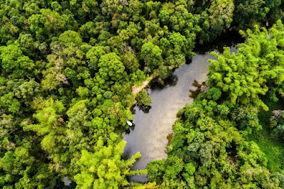 top 5 biggest forest in the world,top 5 biggest forest,amazon forest in hindi,forest,forest in india,top 5 largest forest,the forest,amazon forest