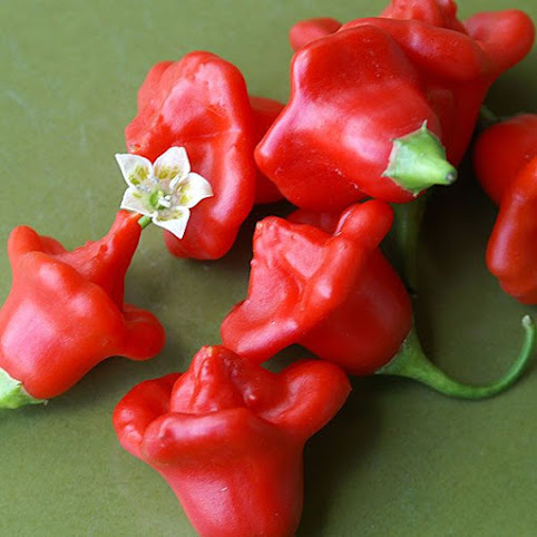 Bell Shaped Peppers Market