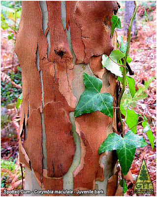 Corymbia maculata juvenile bark / Eucalyptus maculata juvenile bark / Spotted gum bark / Eucalipto de Corteza de Arce, corteza juvenil / GIT Forestry Consulting, Galicia, Spain, España