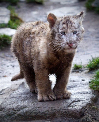 Animals News baby tiger Zoo Park