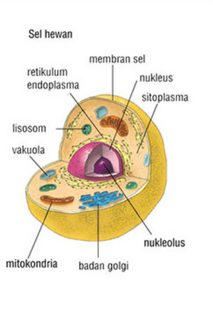 Selhewan, gambar sel hewan, gambar sel