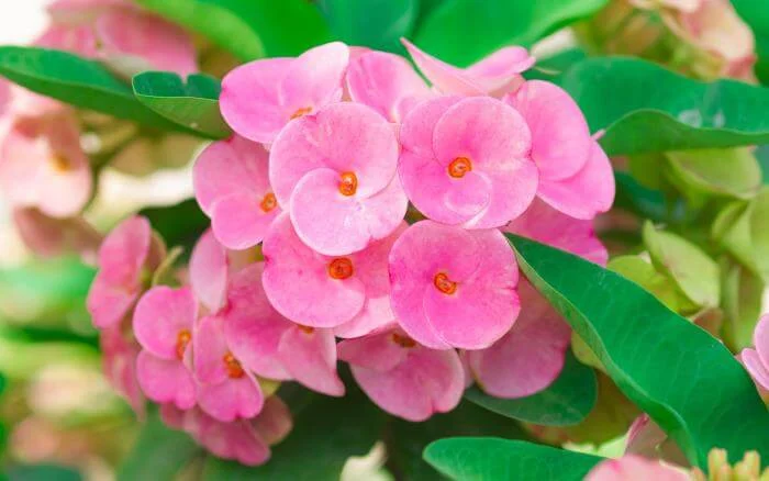Coroa-de-Cristo-Euphorbia-milii-crescendo-em-jardim-com-flores-rosadas