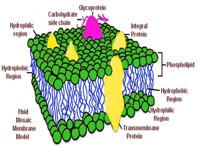 कोशिका कला की आण्विक संरचना |MOLECULAR STRUCTURE OF CELL MEMBRANE