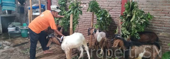 Hari raya kurban 1441 H di Ngawi Jatim
