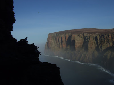 Some fulmars and St John's Head (some of the highest sea cliffs in ...