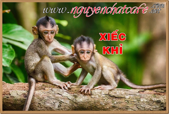 Xiếc Khỉ Vui Nhộn