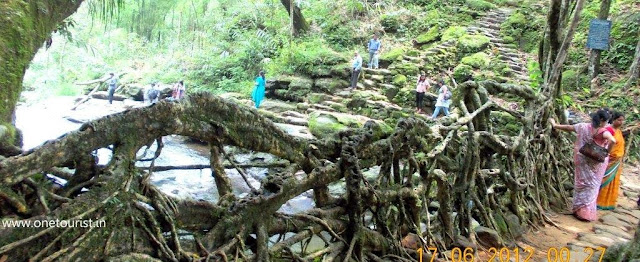 living root bridge , meghalaya