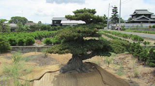 cultivo en suelo de pinos bonsai