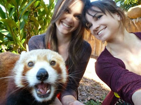 40 Adorable red panda pictures (40 pics), red panda takes a selfie with two women