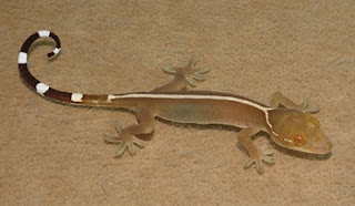 White lined gecko