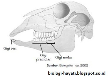 Susunan gigi ruminansia 