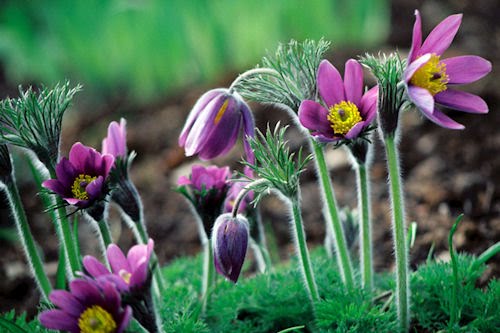 Las flores de mi jardín IV (10 imágenes de uso libre)