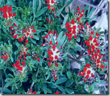 Anthyllis1
