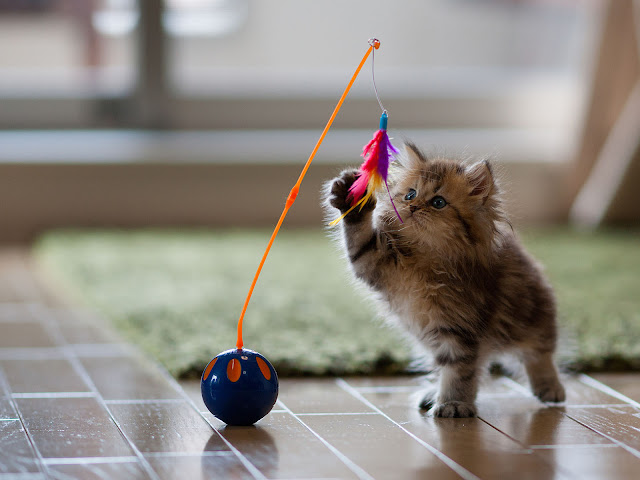 Cute Kitten playing with toy HD Wallpaper