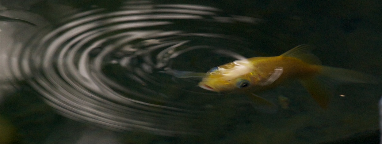 deep see koi