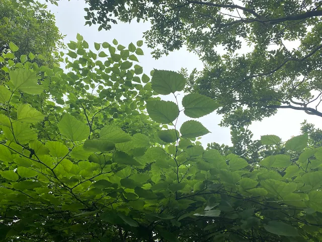 외연도-당산-상록수림-피나무