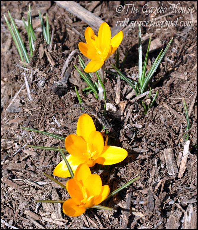 crocus 2-27-12 001