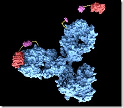 antibody_size_test